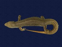 Formosan Chinese skink Collection Image, Figure 1, Total 11 Figures